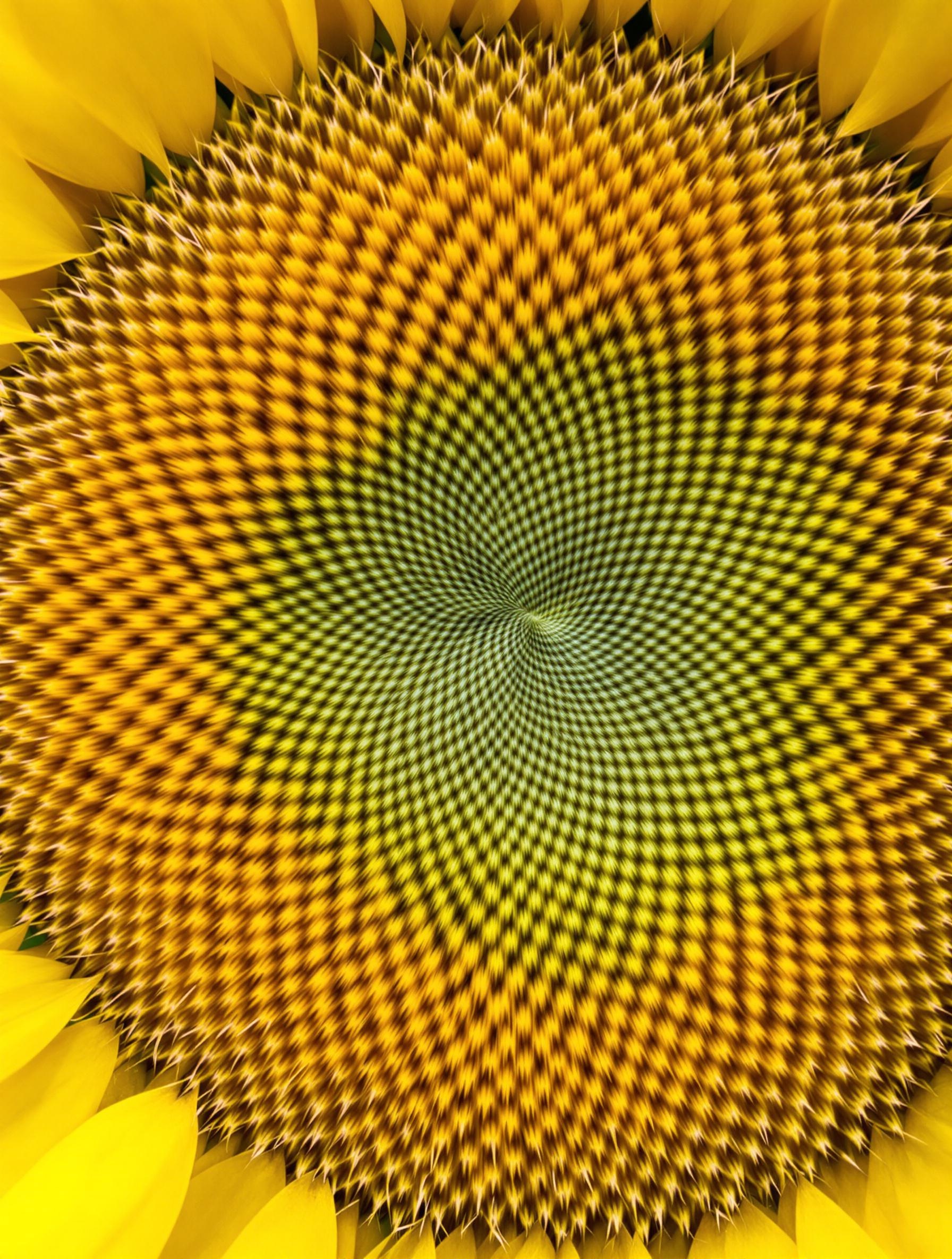 Graines disposées selon la suite de Fibonacci